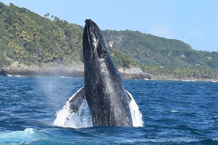 Whales Watching Half Day Experience - Photo 1 of 20